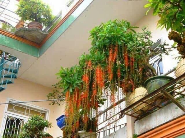 Cây giống hoa Lộc vừng