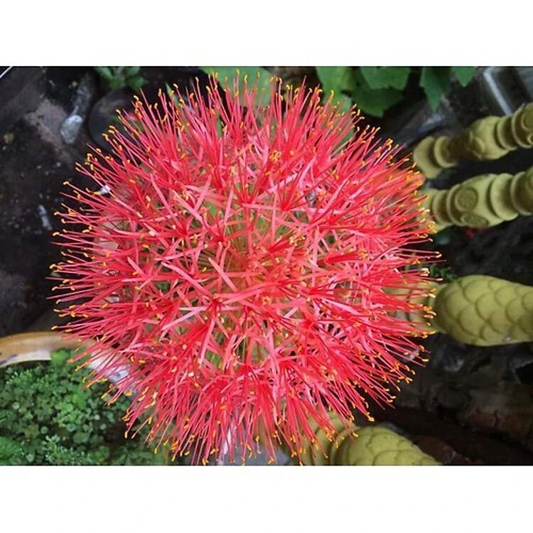 Củ hoa Hồng Tú cầu