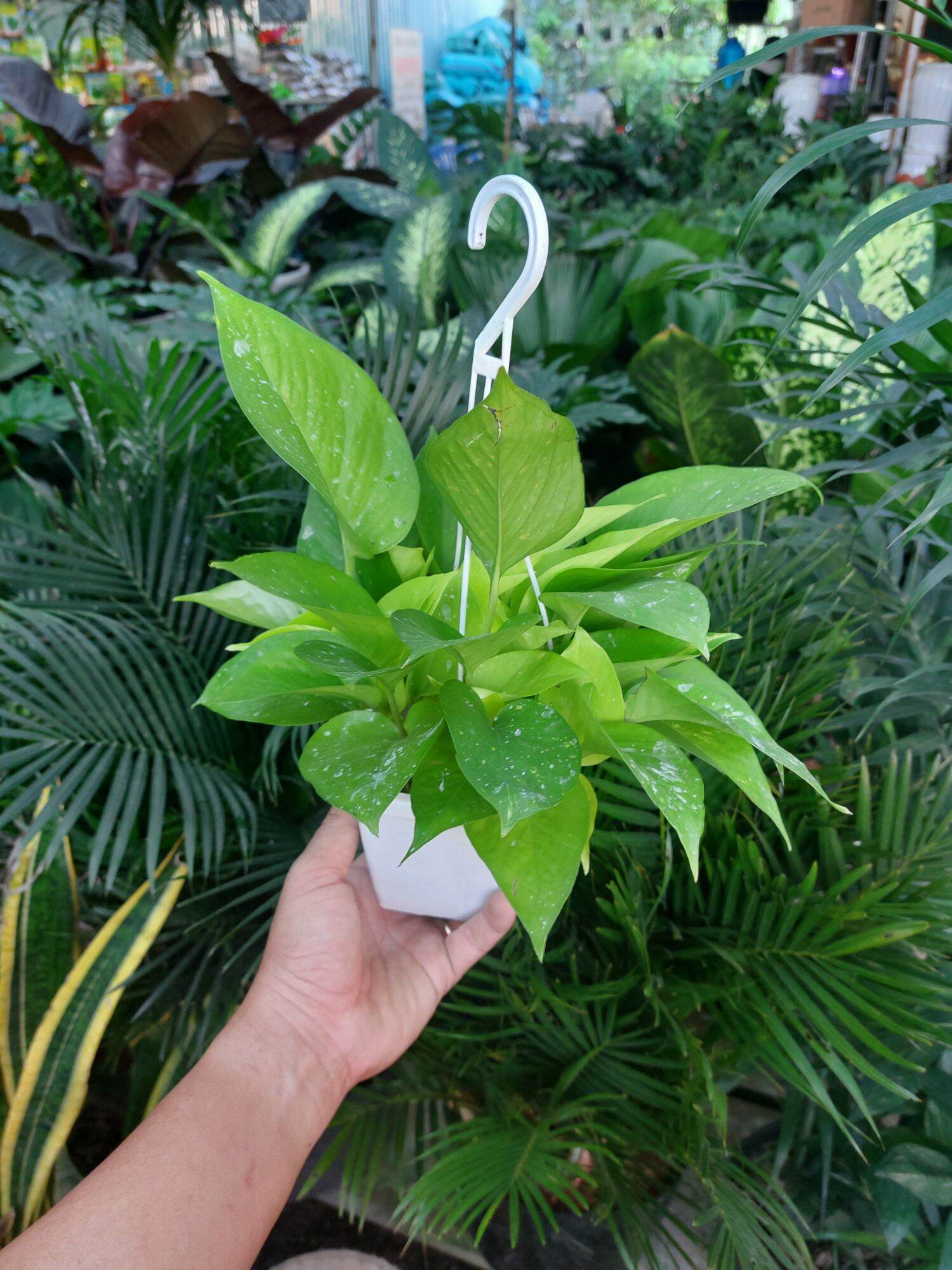 Trầu Bà Thái Xanh, Trầu Bà Vàng treo mini nhỏ xinh lá đẹp lọc không khí