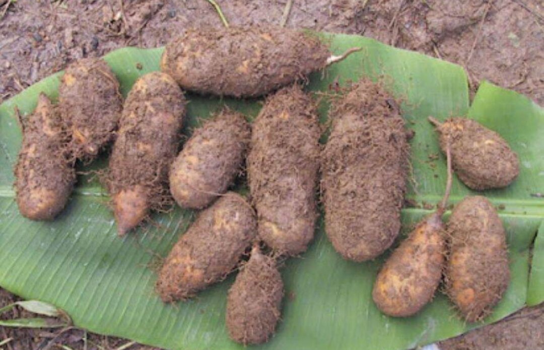 Khoai từ Trà Vinh-1Kg