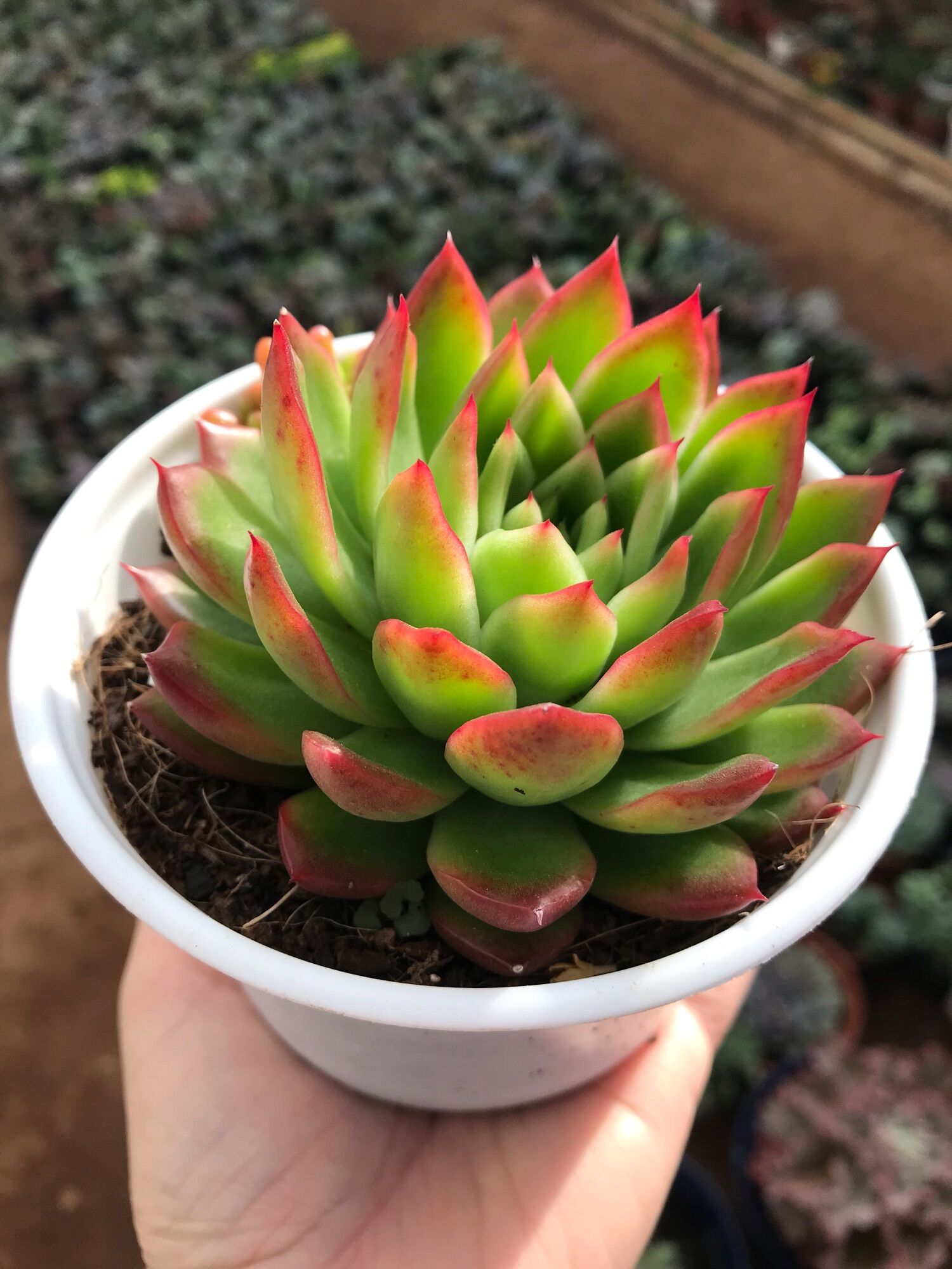 Sen đá viền lửa cute size trung