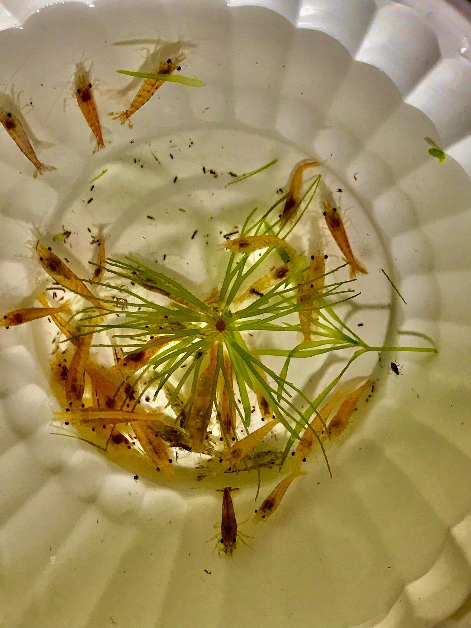 Tép thủy sinh, Tép loạn màu 20 con, hoàn tiền khi tép gặp sự cố