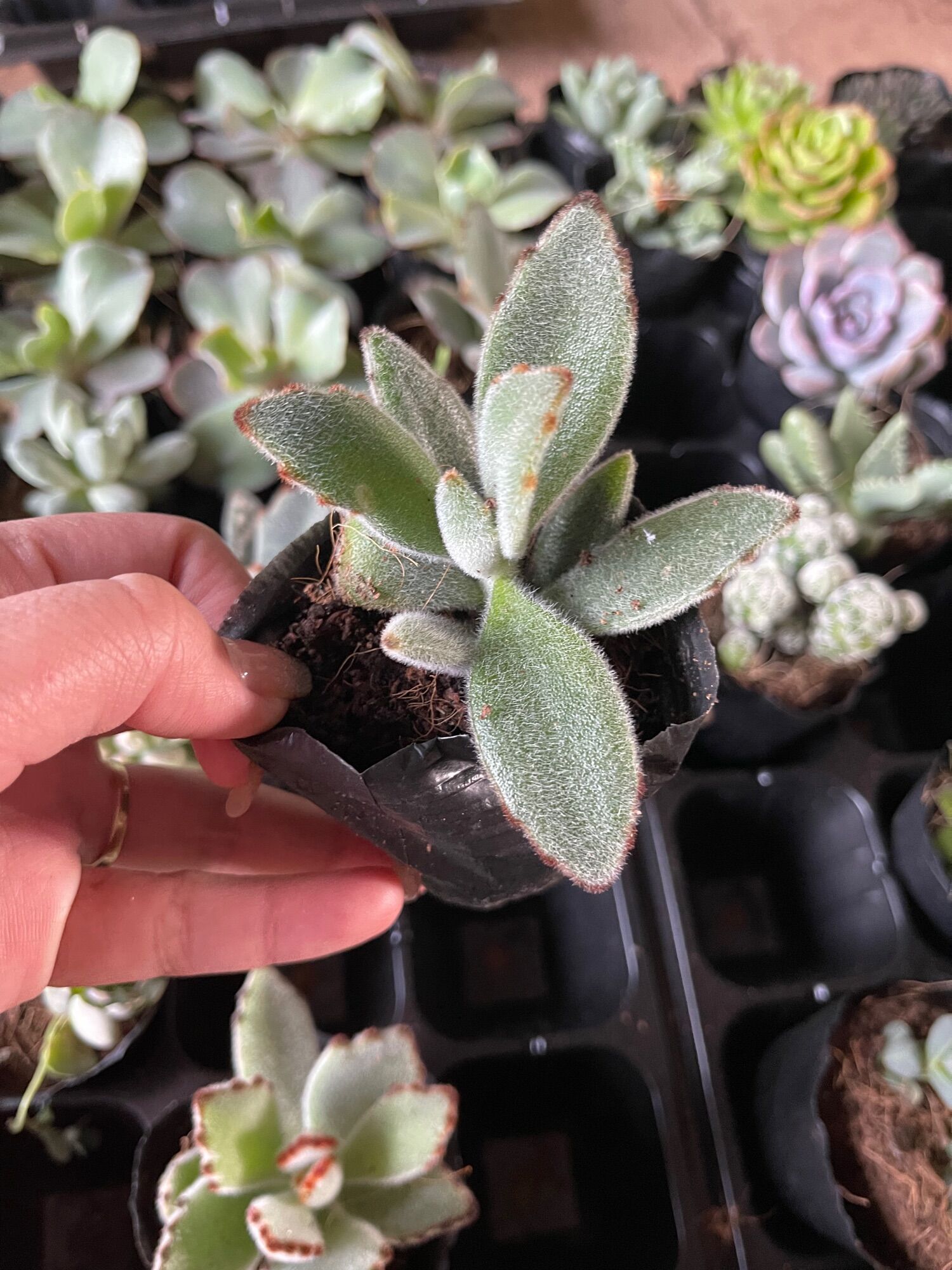 Sen đá nhung đen size bầu 3-5 cm