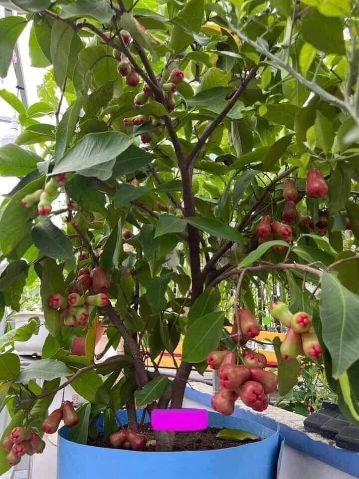 Mận đỏ An phước, cây giống roi đỏ không hạt, roi lùn siêu quả, có quả sau 6 tháng