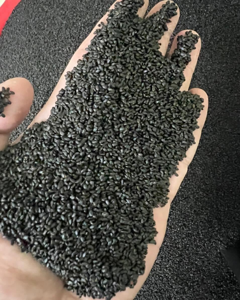 Hạt é sạch Ninh Thuận loại xuất khẩu sạch tạp chất