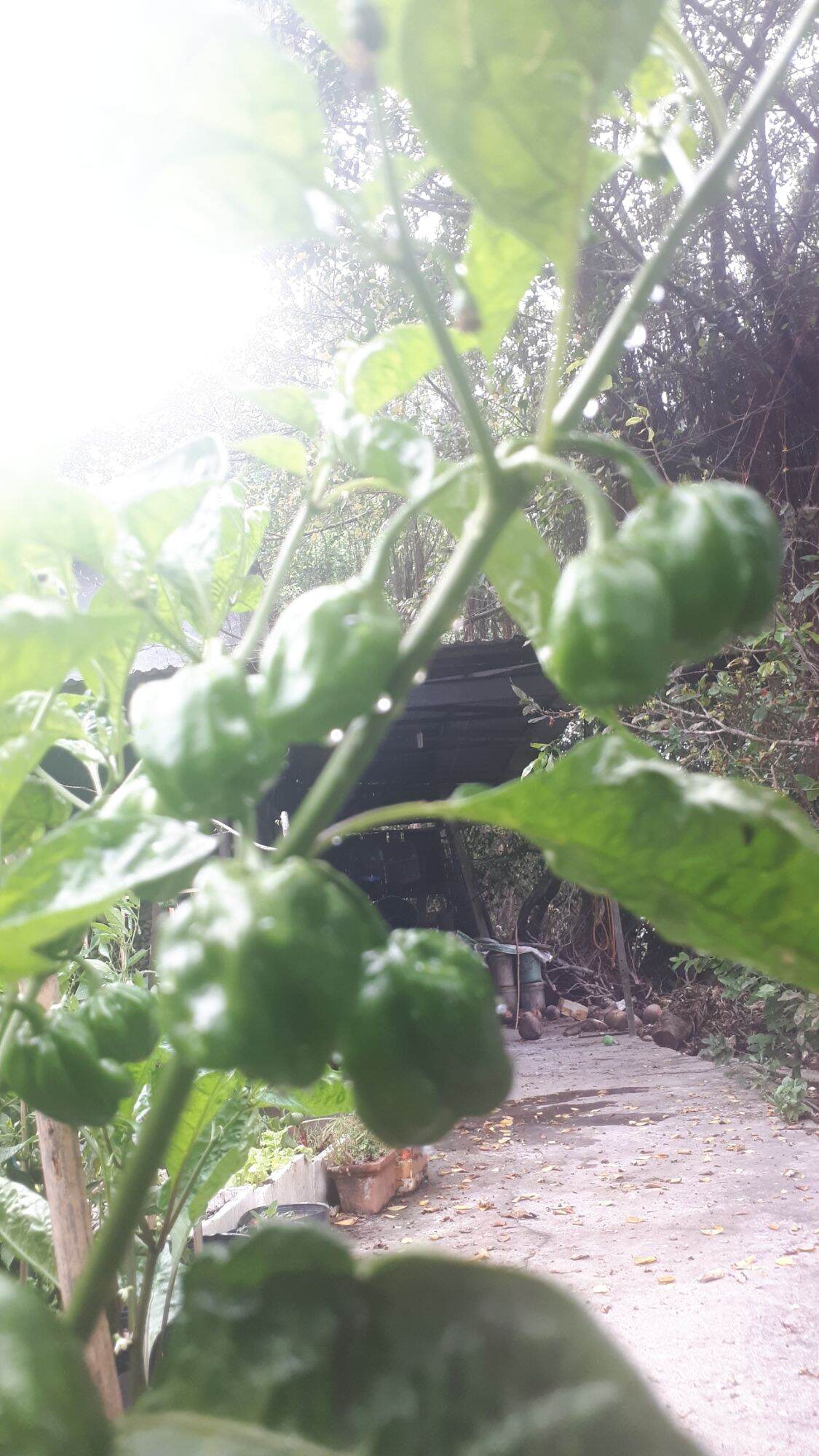 10 HẠT GIỐNG ỚT CAY HABANERO CHOCOLATE