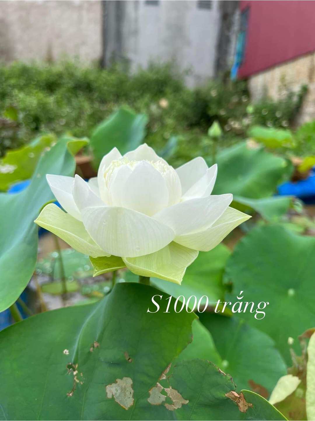 Củ sen giống nghìn cánh trắng ( trắng hoàng kim )