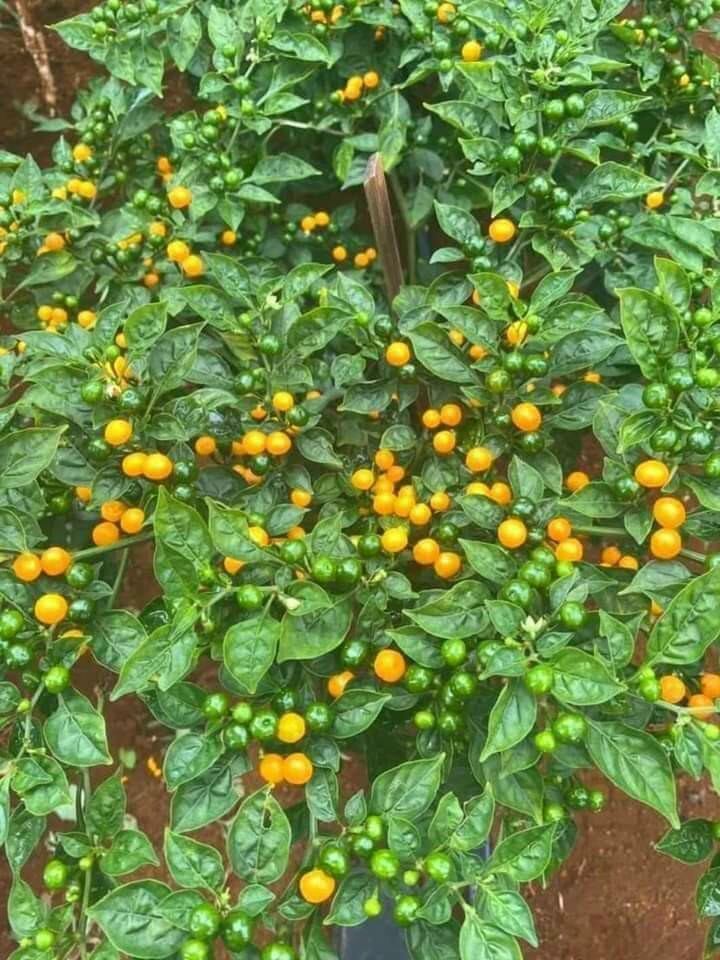 Cây ớt peru siêu cay cây con làm giống