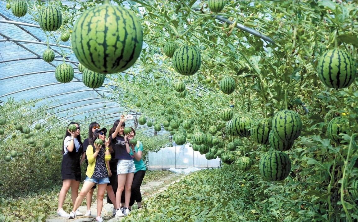 Hạt Giống Dưa Hấu Táo