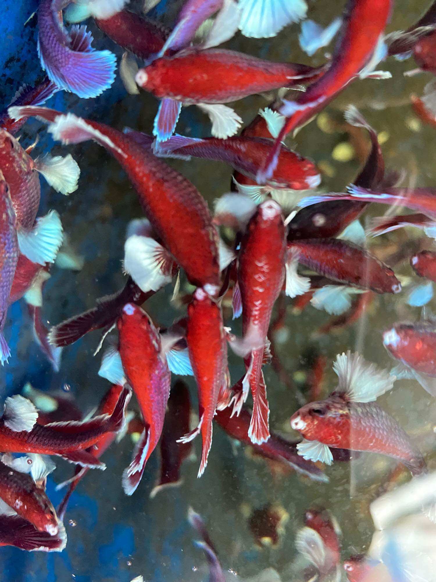 Betta dumbo lavender Halfmoon ( mái bầu   )