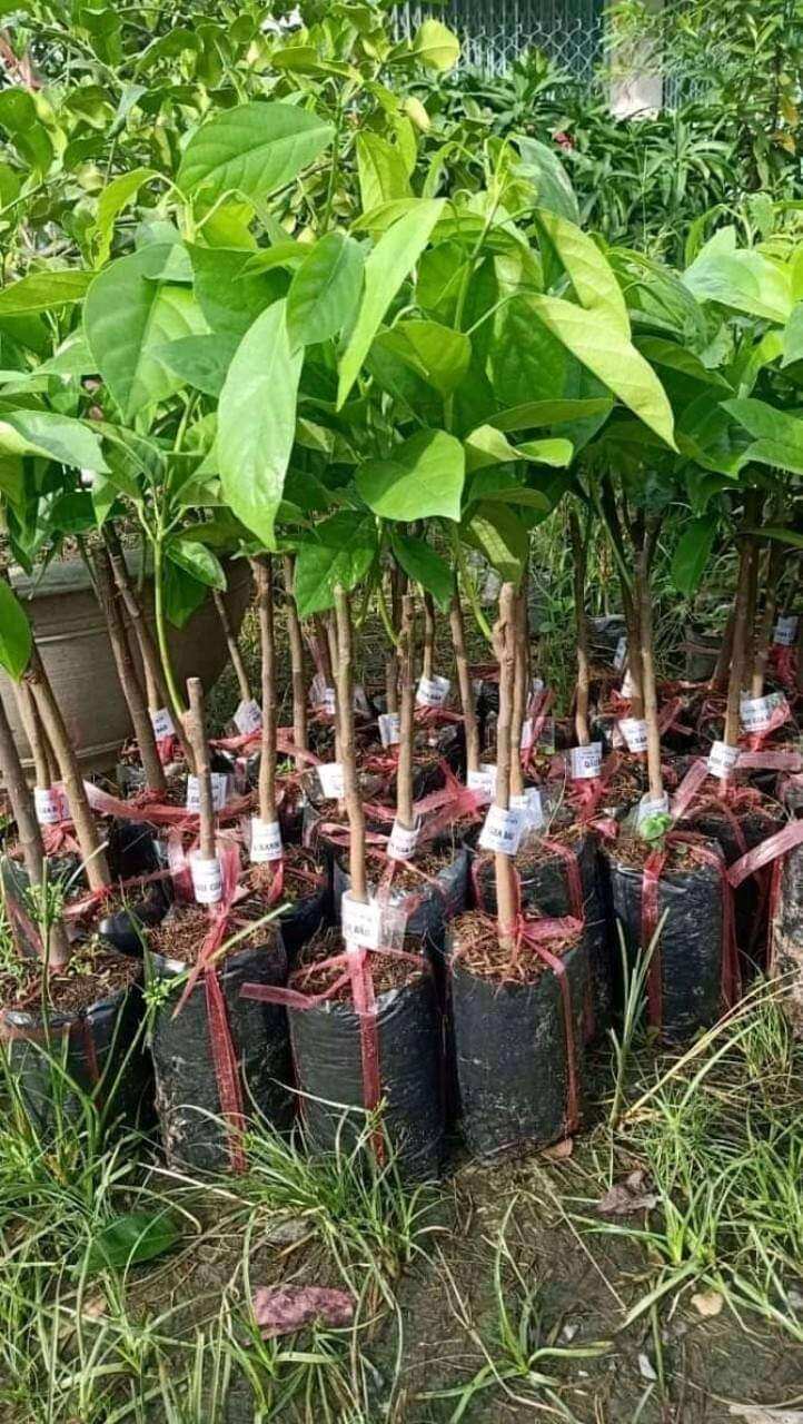 Cây giống dâu da thái siêu trái