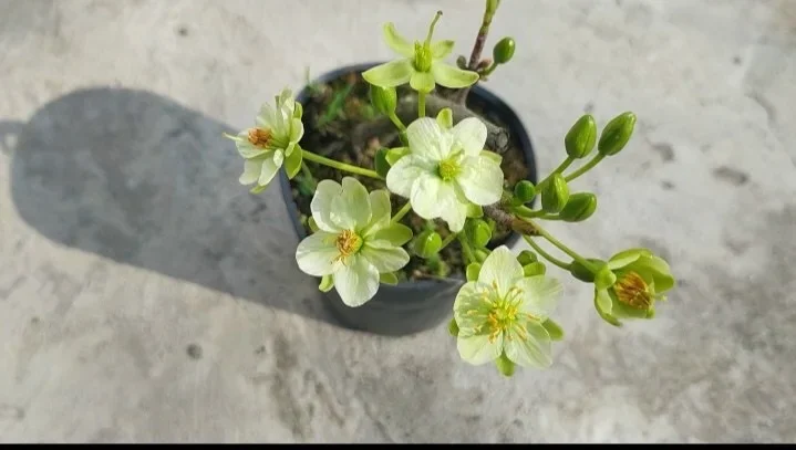 [HCM]Cây mai xanh (Thanh Mai) Cây mai hoa màu trắng xanh ghép gốc mai vàng con quấn rễ