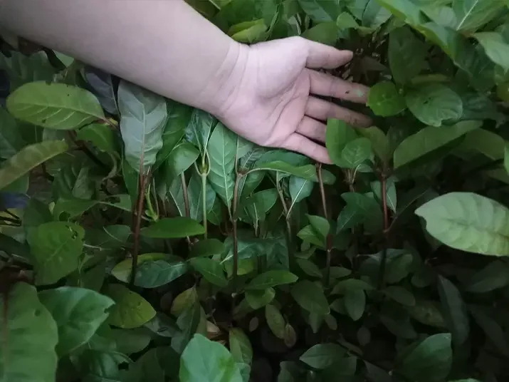 cây gáo vàng cao 60cm