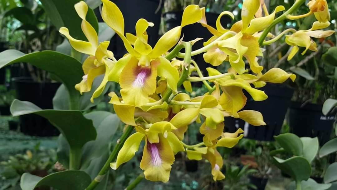Lan denro nắng bò vàng trưởng thành hoa tết