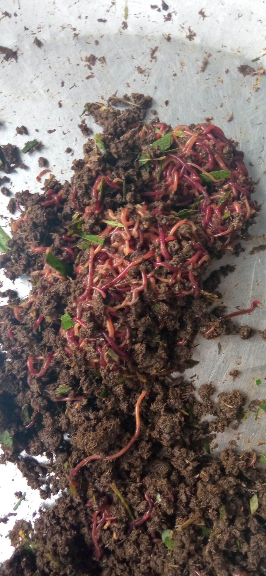5kg sinh khối trùn quế giống