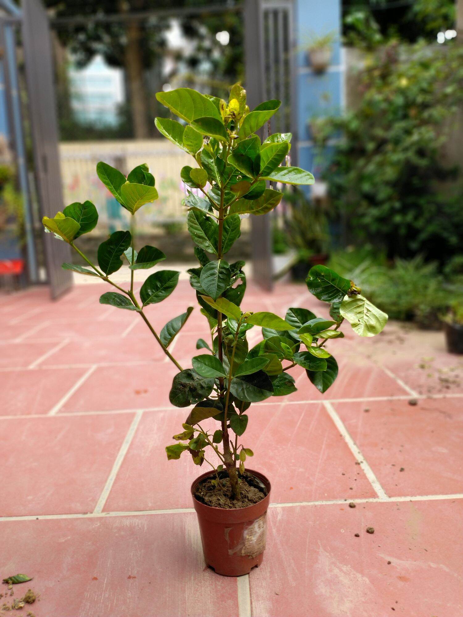 Cây Bạch Thiên Hương