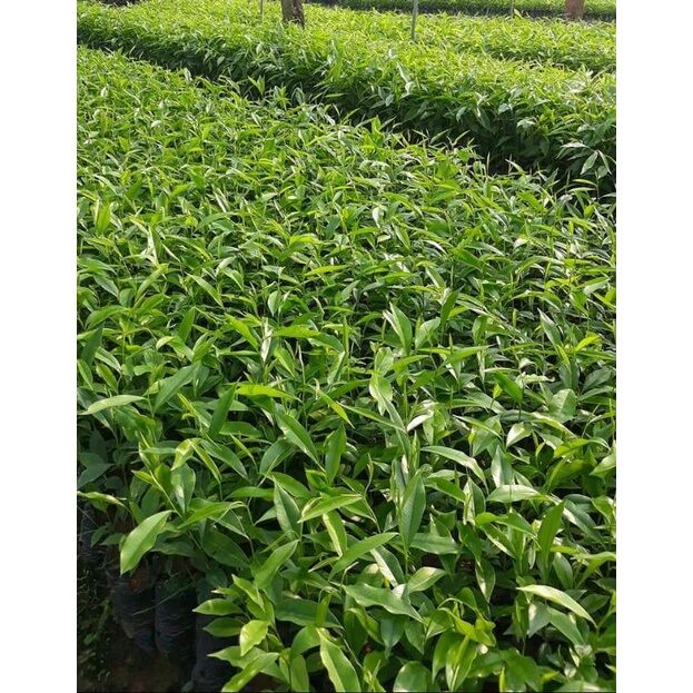 COMBO 10 CÂY GIÓ bầu, trầm hương