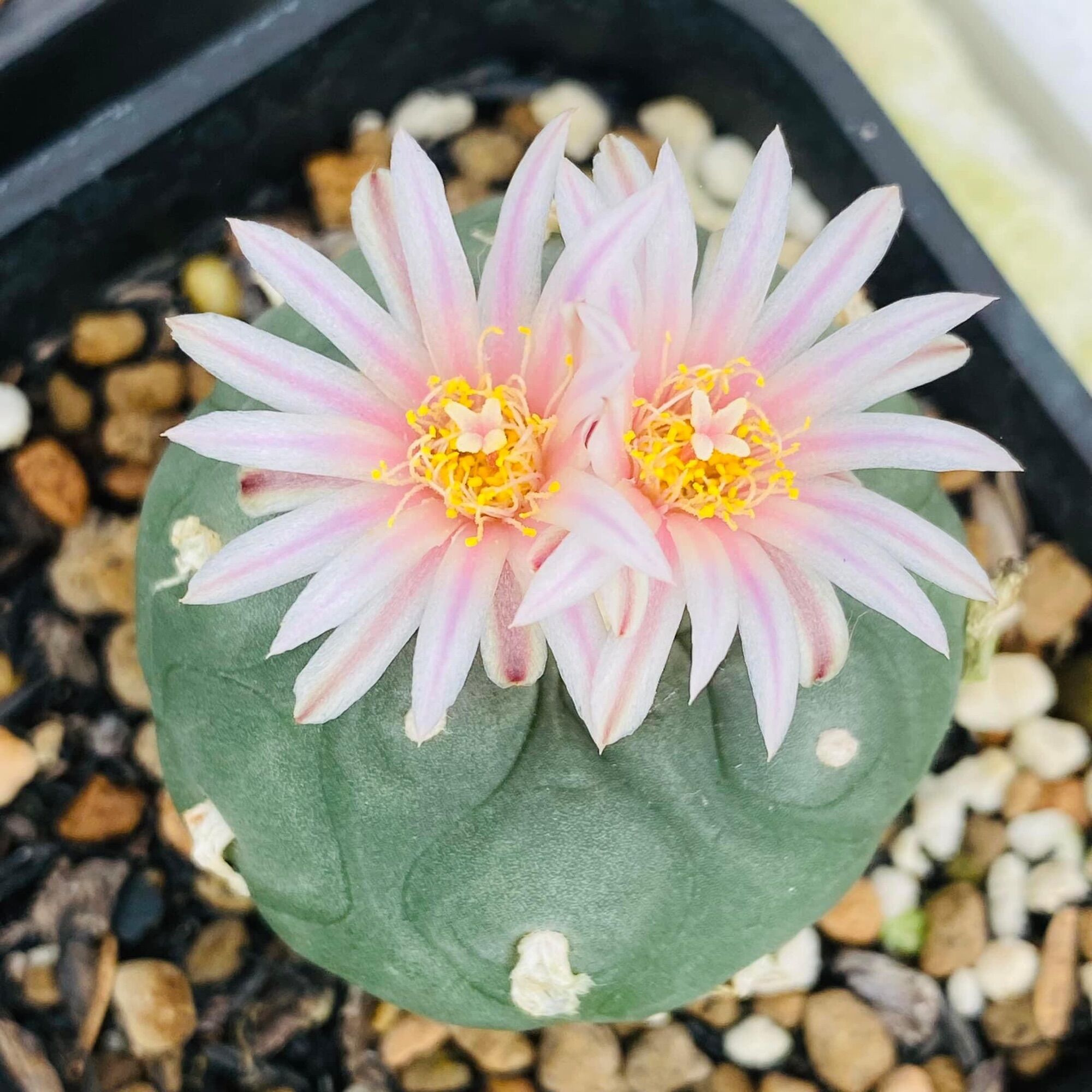 Xương rồng Lophora đang tuổi ra hoa size 4_5 cm