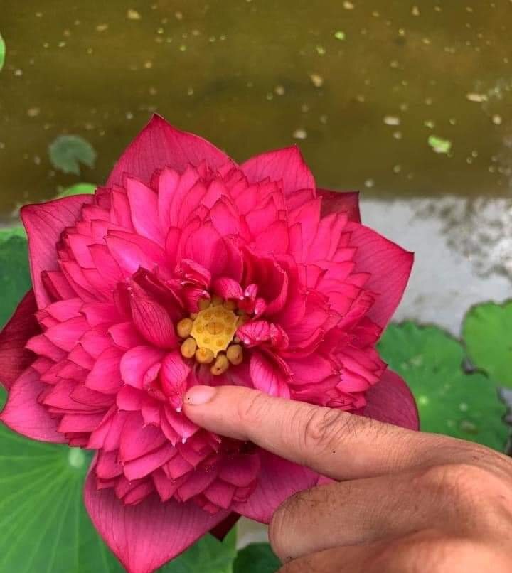 Củ sen giống đỏ mini