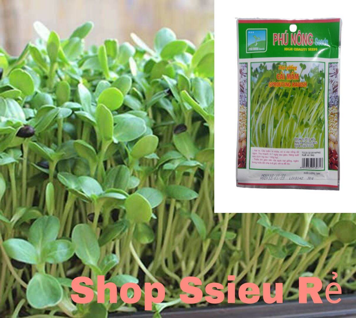 Hạt giống cải mầm PN 30gram
