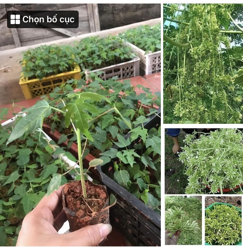 Cây giống hoa đu đủ đực siêu hoa