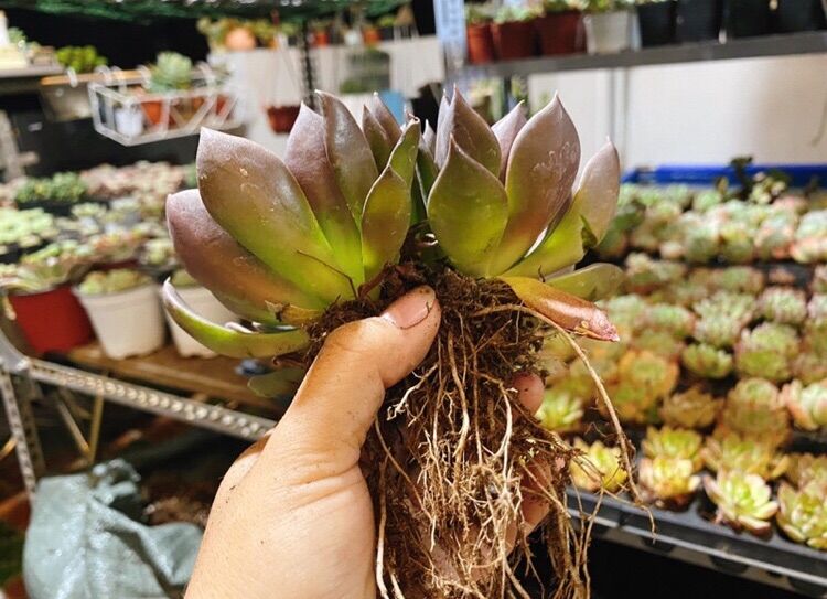 Sen đá Black Prince, 1 gốc 3 đầu