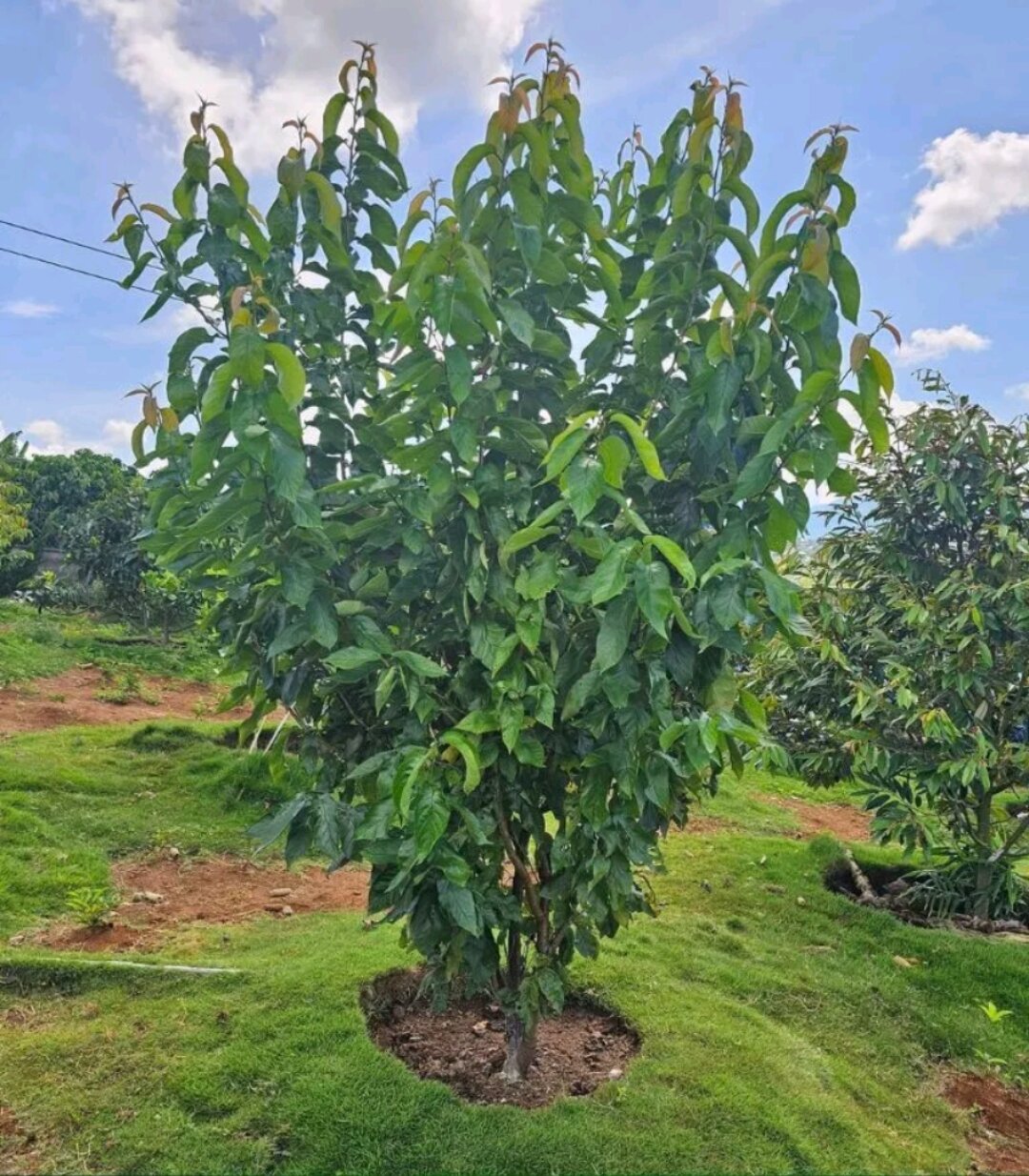 CÂY GIỐNG CHERRY Chịu Nhiệt tốt