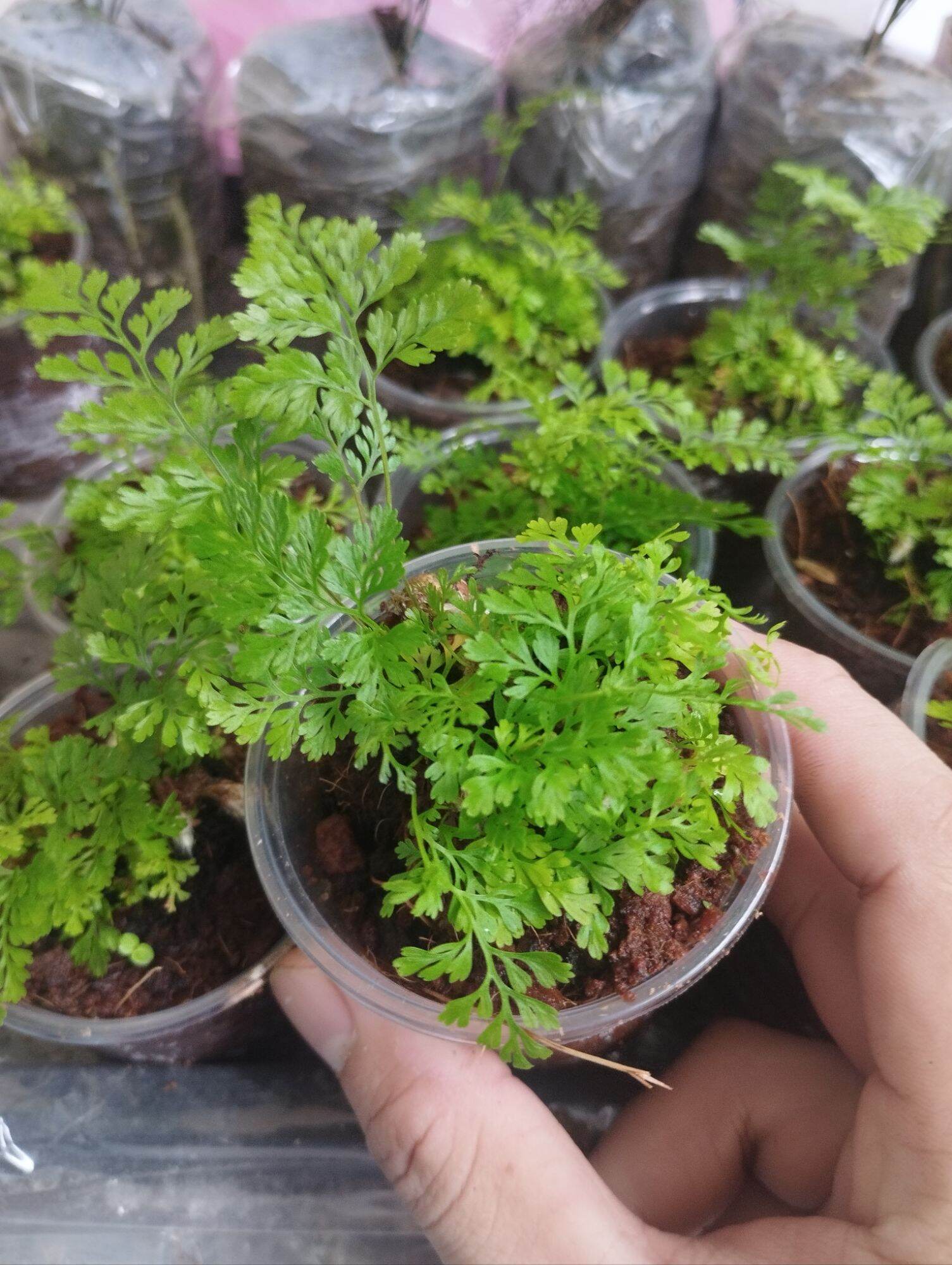 Dương sỉ thỏ mini ( có sỉ)