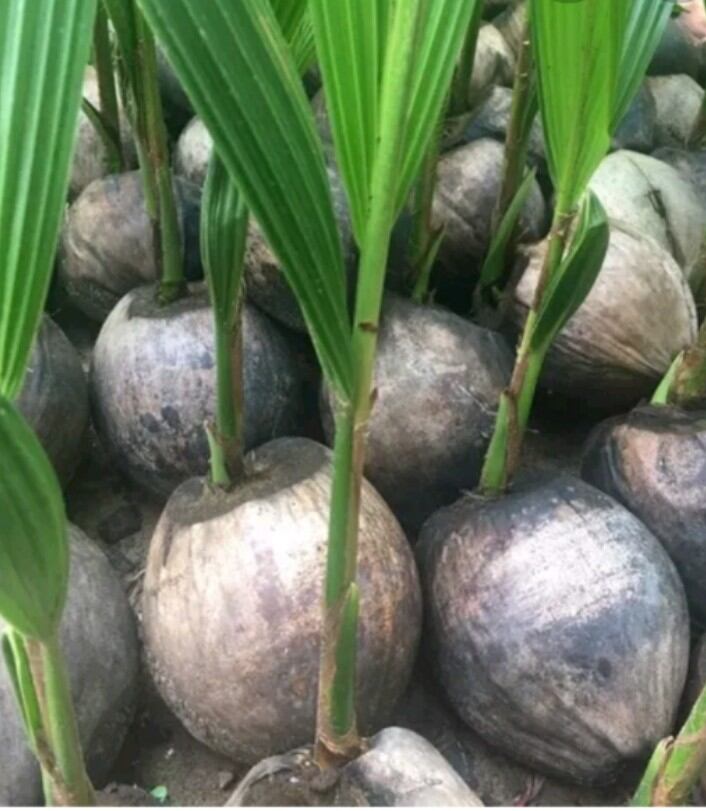 CÂY DỪA DÂU GIỐNG NGỌT SIÊU TRÁI