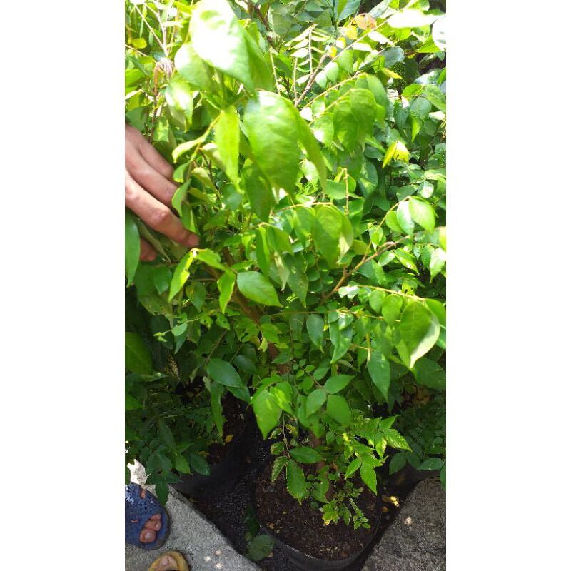 cây khế ngọt cây đẹp