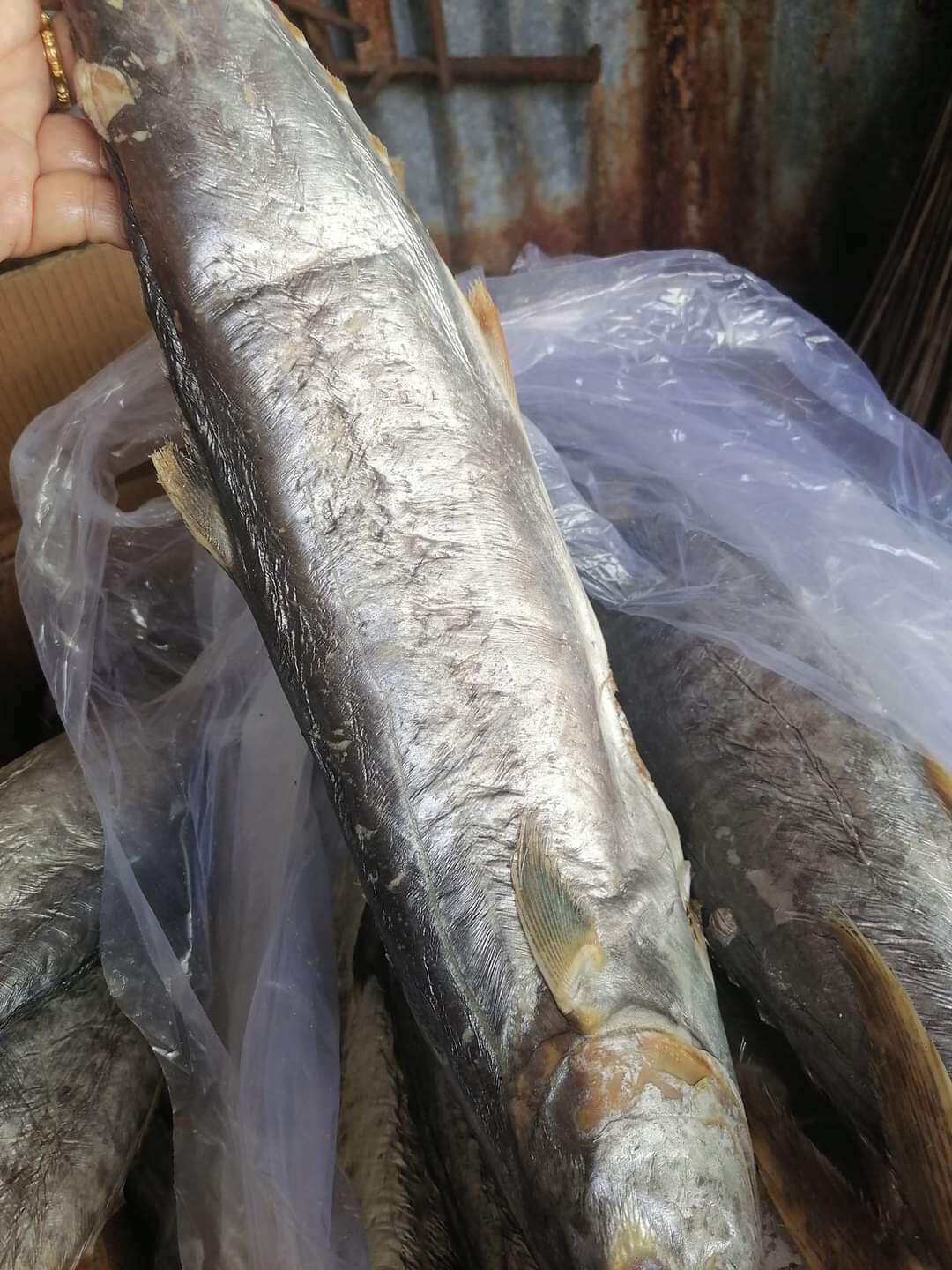 Mắm cá thu thơm ngon tuyệt vời, Khô Ông Chín, phân loại 0.5kg, 1kg