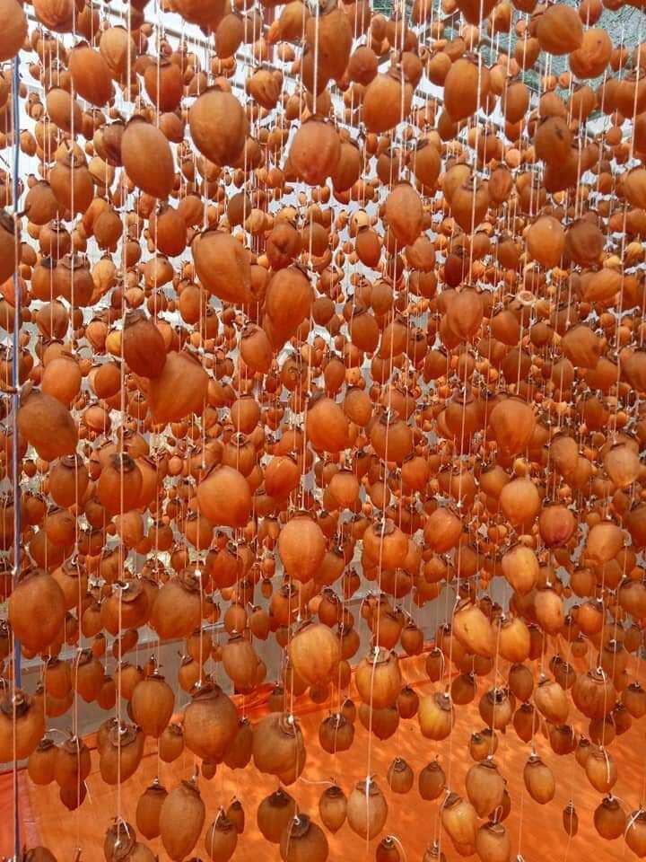Hồng treo gió ĐÀ LẠT chính hiệu