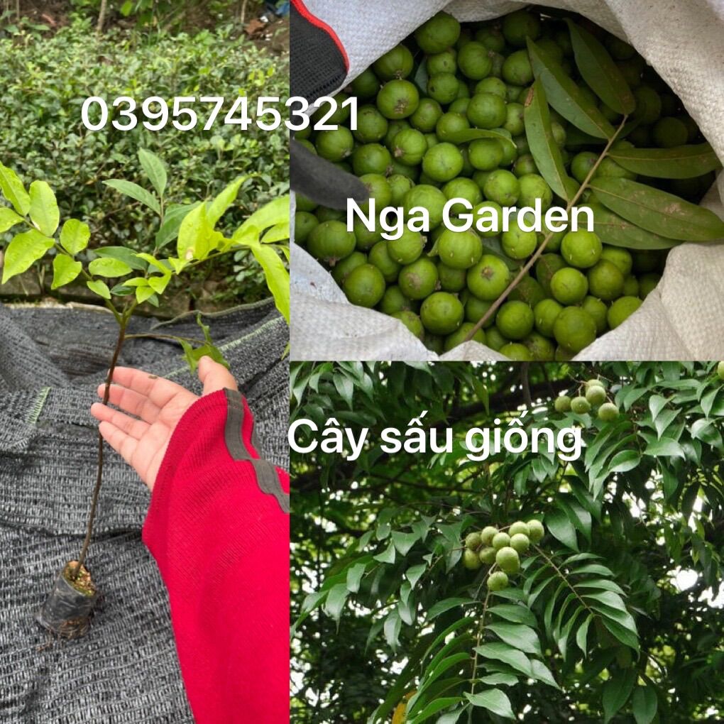 Cây sấu ta giống Ngagarden