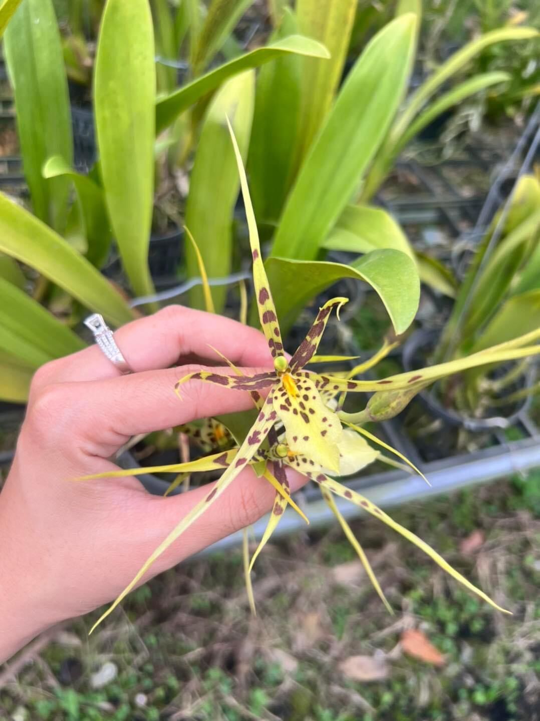 Lan vũ nữ nhện xanh cây con - cao tầm 10-15cm