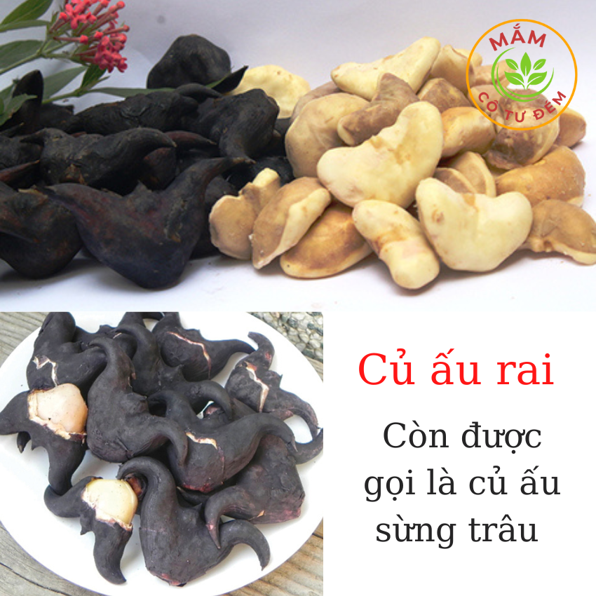 củ ấu tươi lột sẵn [500gam] sản phẩm đặc biệt độc lạ