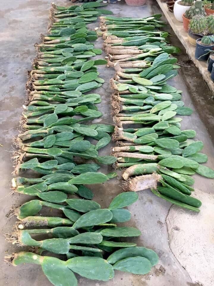 Xương rồng tai thỏ. ( loại 0,5m )