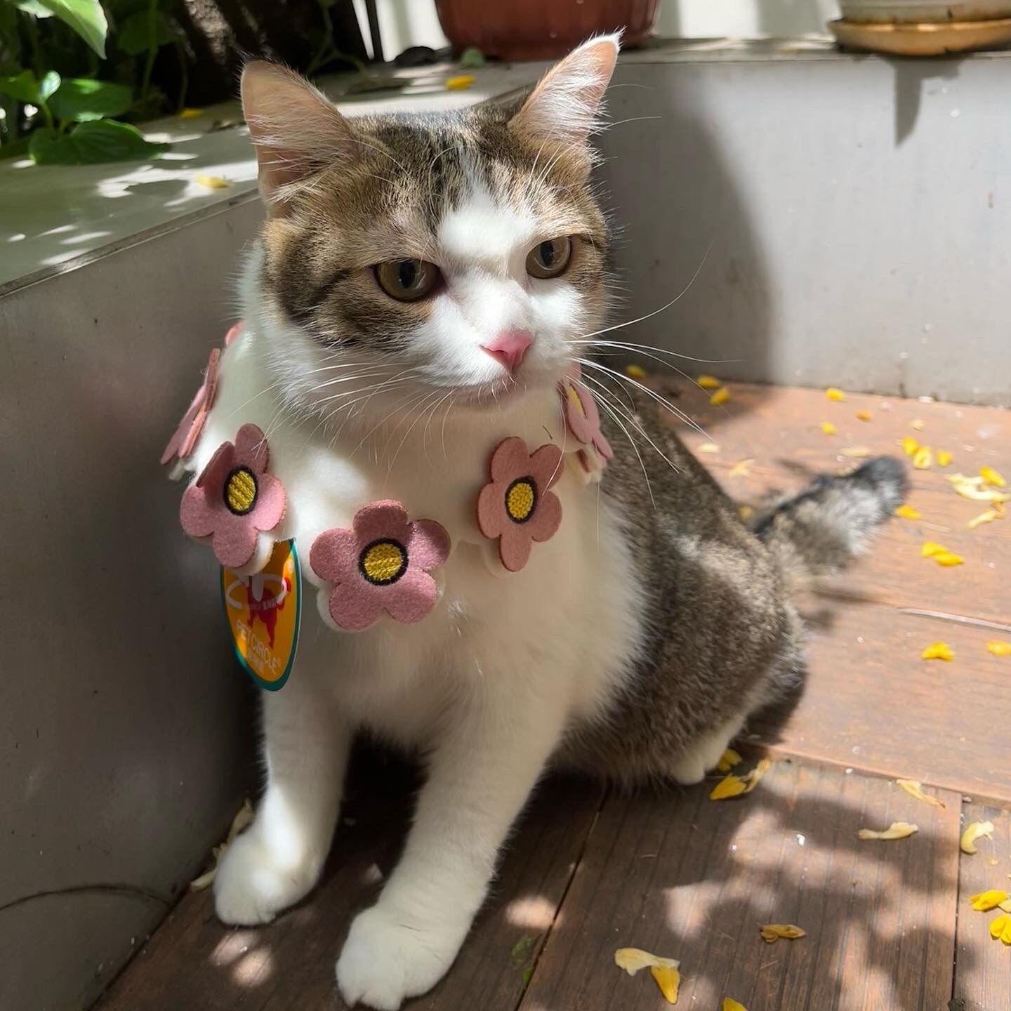 ✨✨ Yếm đeo cổ cho chó mèo cute ✨✨