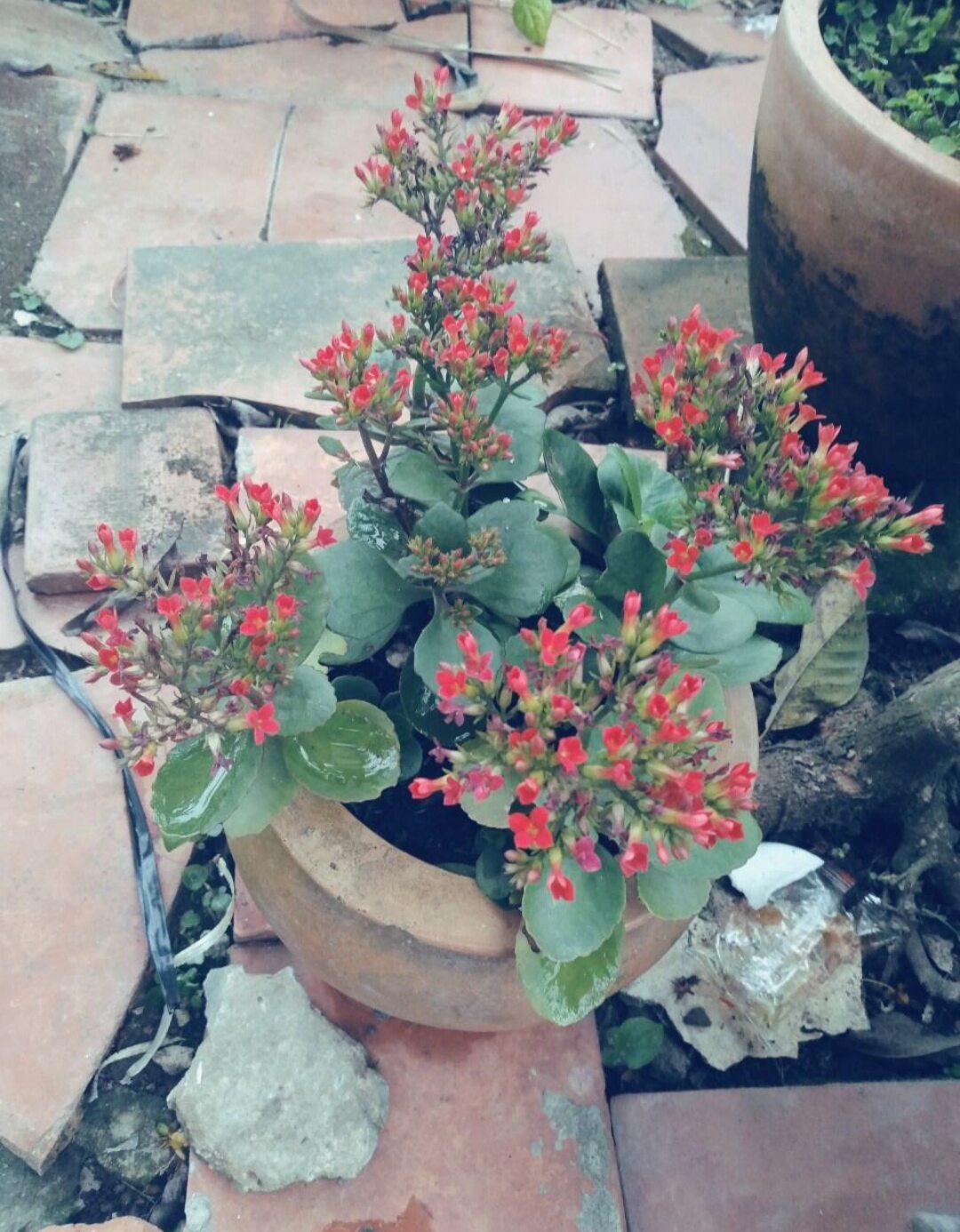 CÂY Sống Đời Đỏ - Sống Đời trồng Chậu