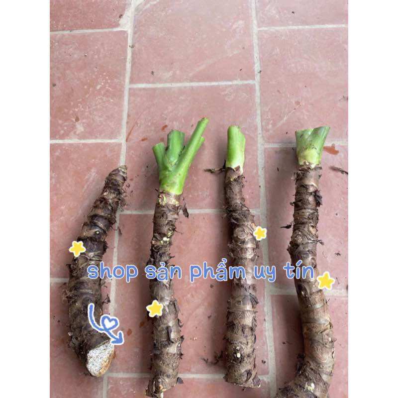 Cây ráy voi (củ giống to có rễ)