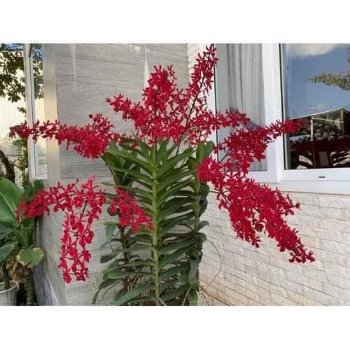 Hoa Lan hoàng tử đỏ(cây giống)