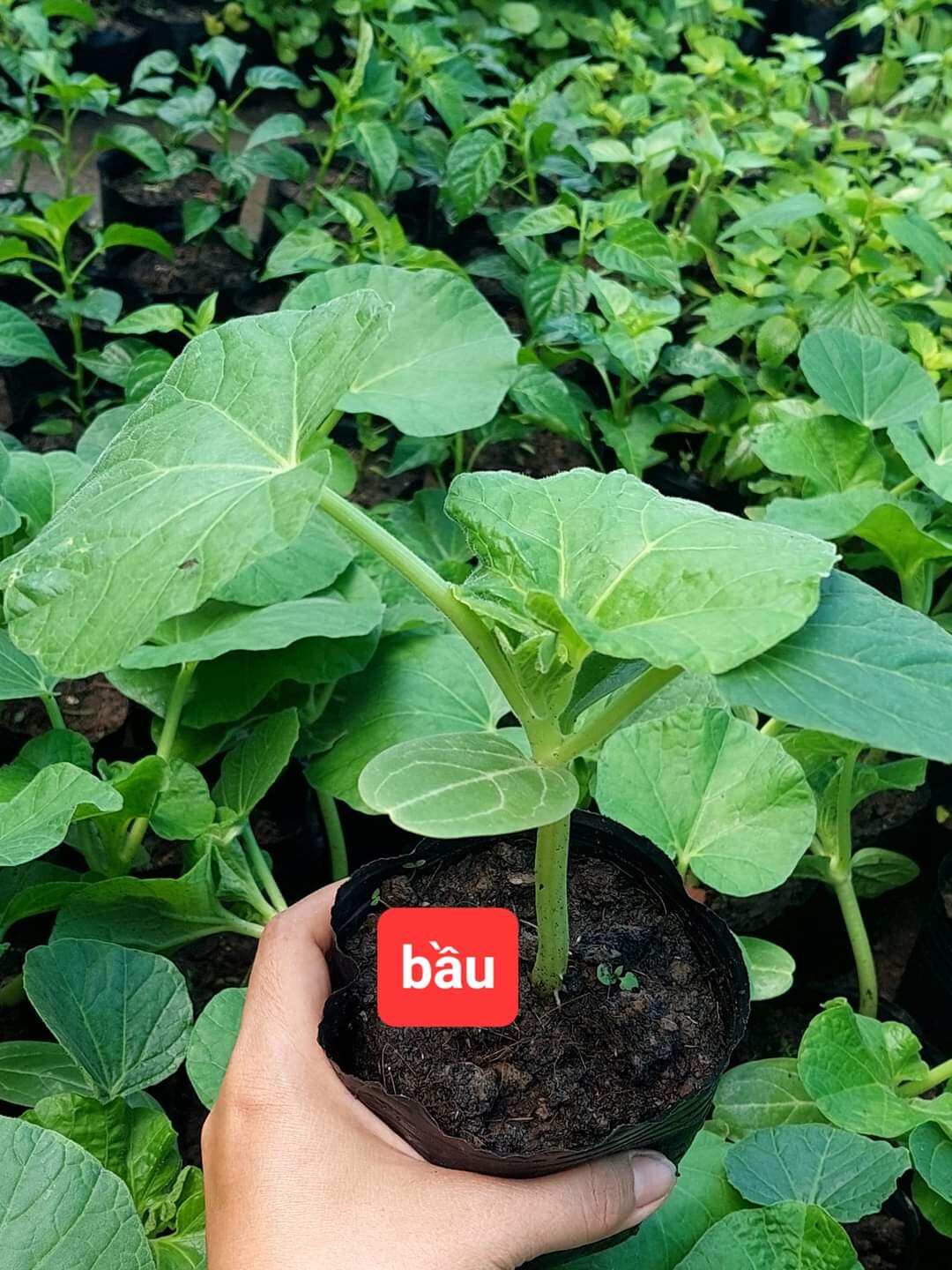 Cây giống - 1 cây bầu ươm sẵn bầu đất