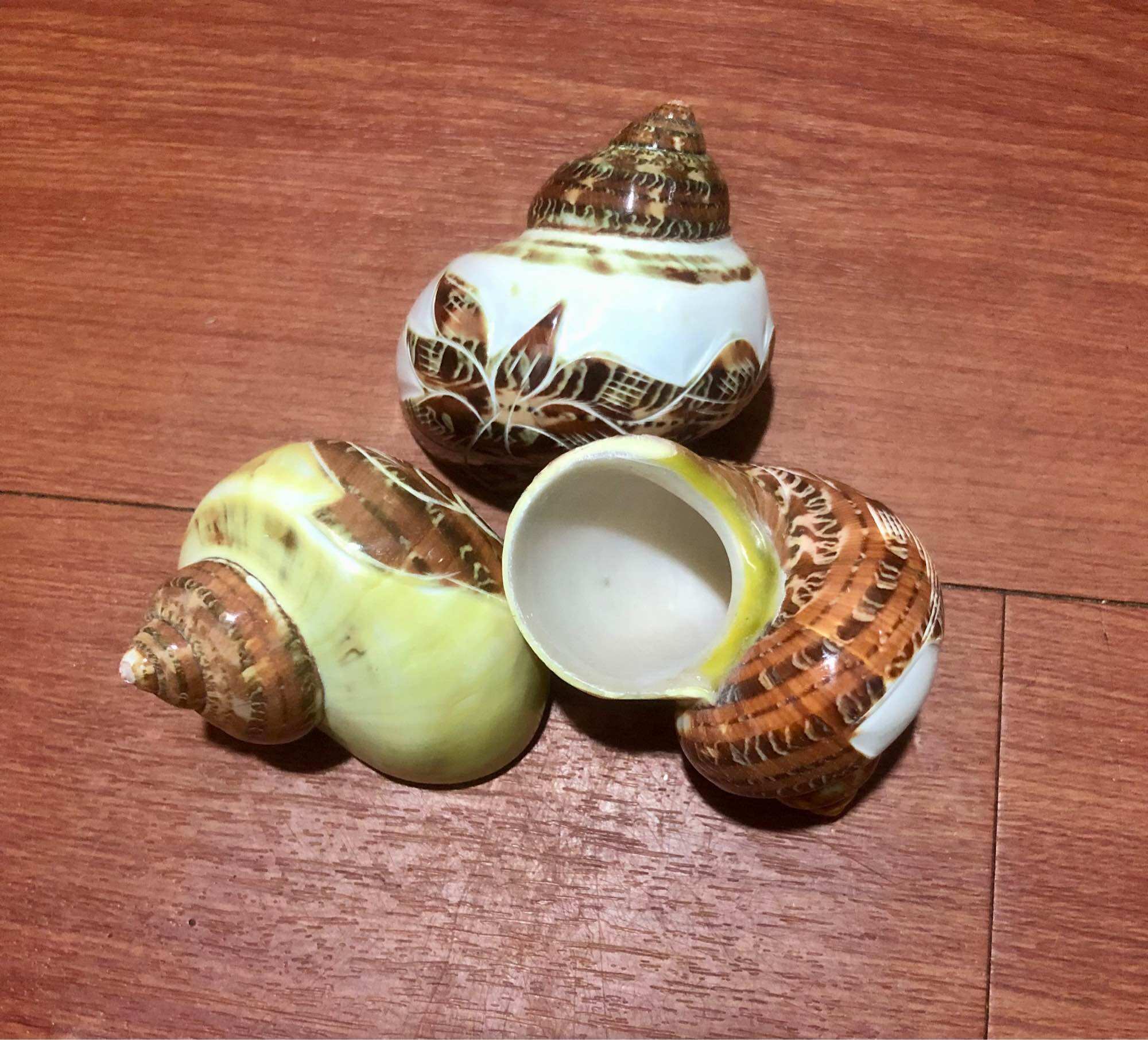 [XL] Quà Tặng Từ Biển - Vỏ Ốc Biển - Vỏ Ốc Xà Cừ Đỏ Mài Khắc - Vỏ Ốc Mượn Hồn Đẹp - Giá Rẻ - Vỏ Ốc Biển Tự Nhiên