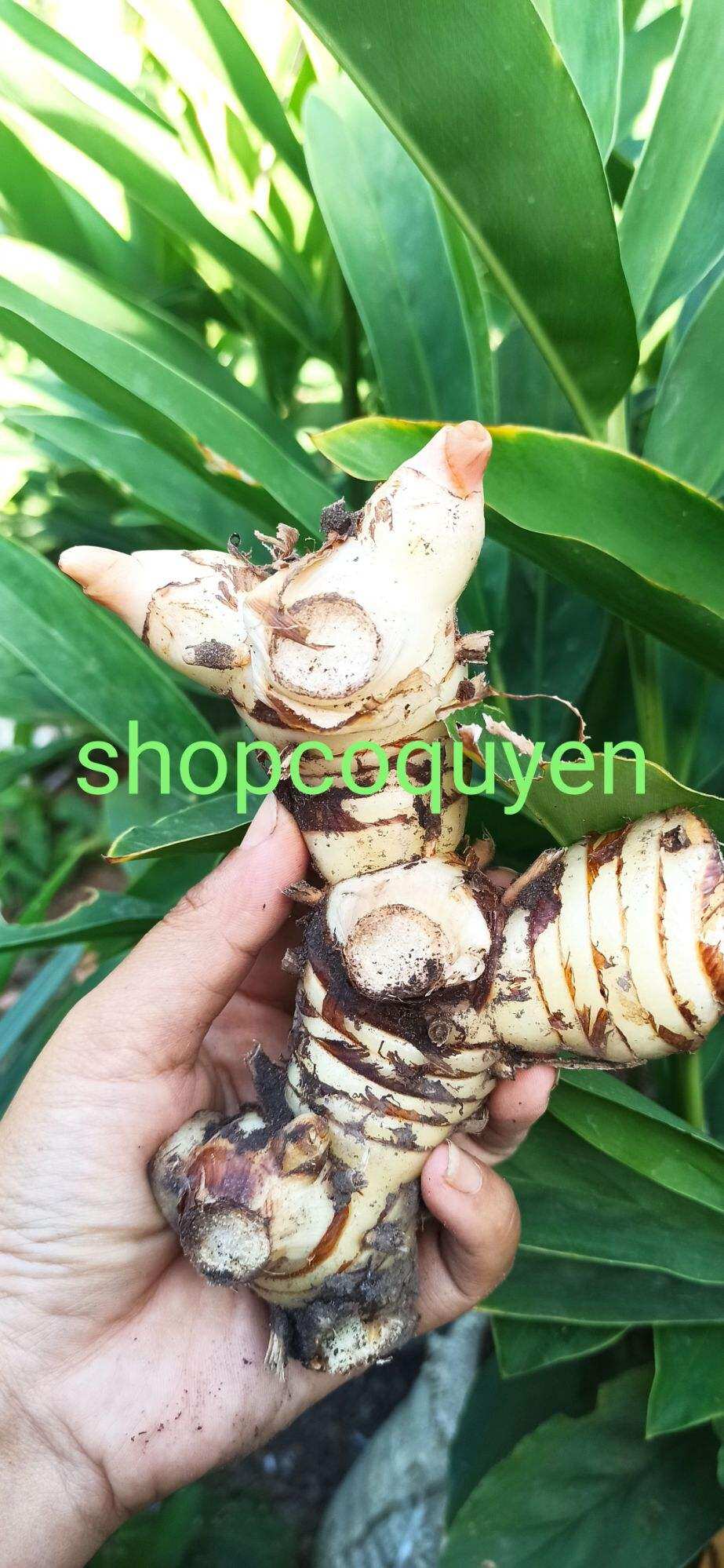 củ riềng tươi 1 ký