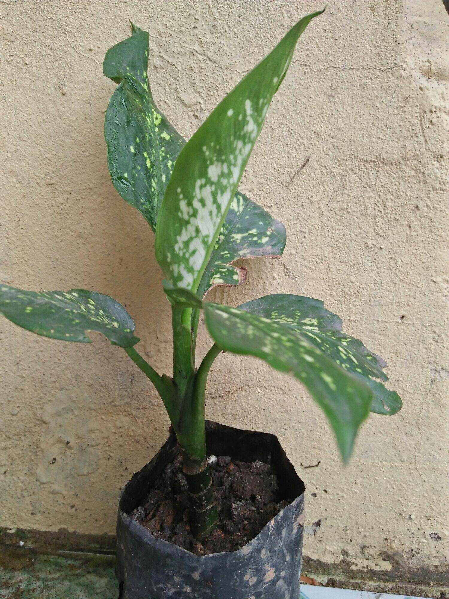 Bầu Cây giống Vạn Niên Thanh (như hình cuối)