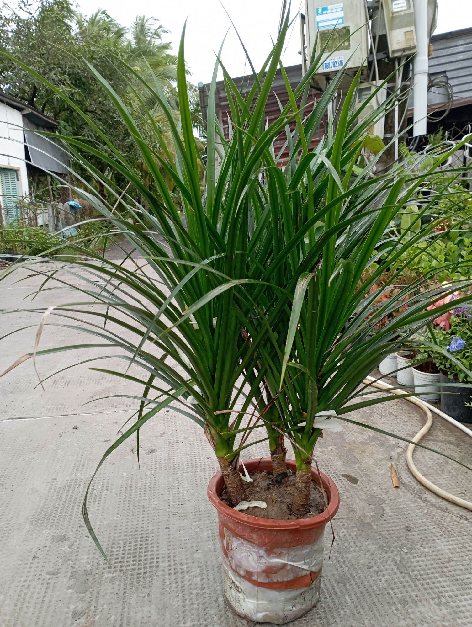 phát tài núi chậu 1 cây