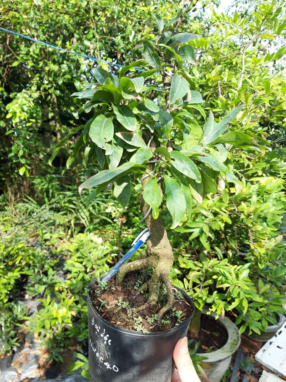 Bonsai mai đại lộc, đế đẹp,