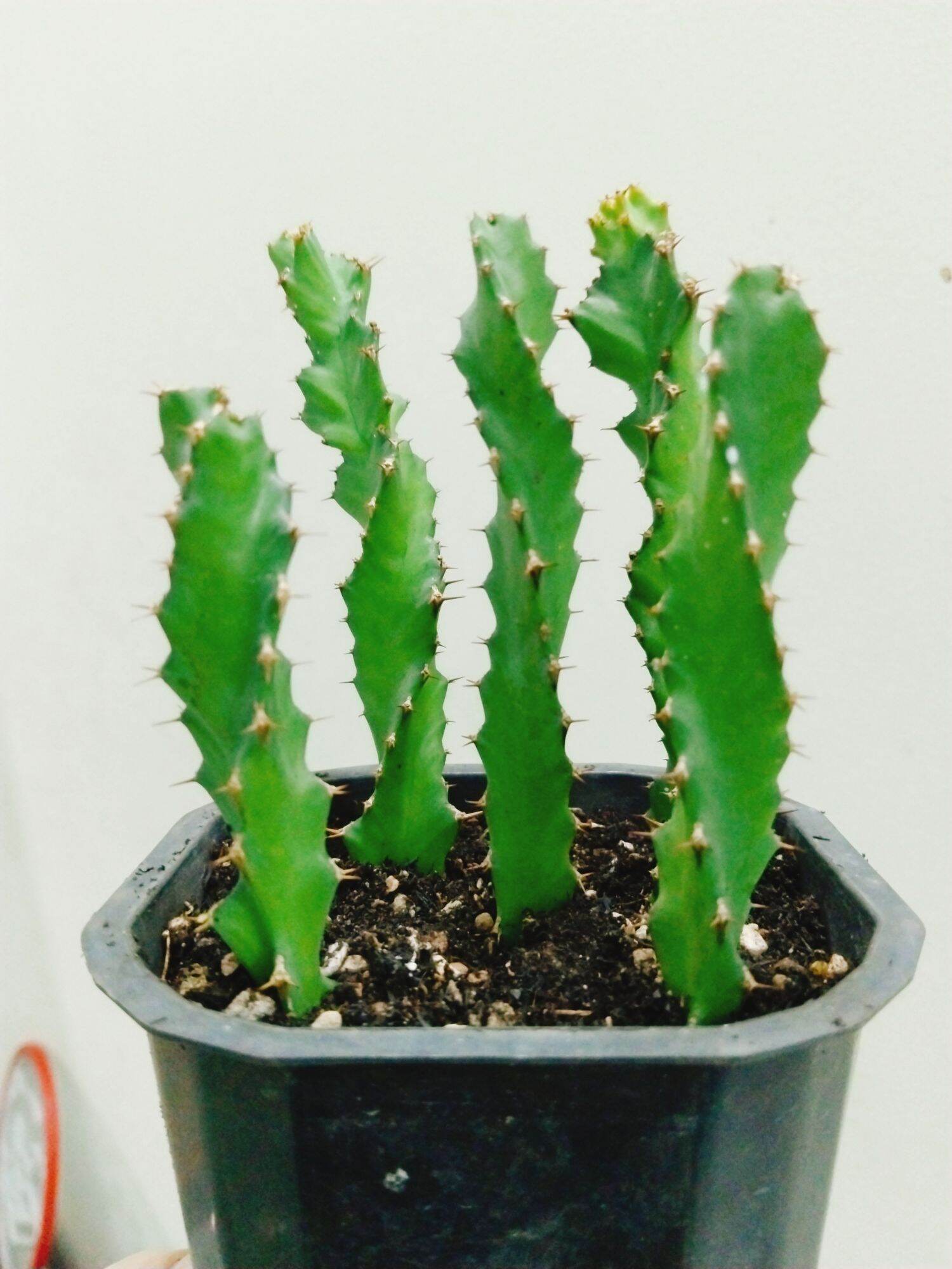 Xương rồng euphoria thân xoắn hoa vàng