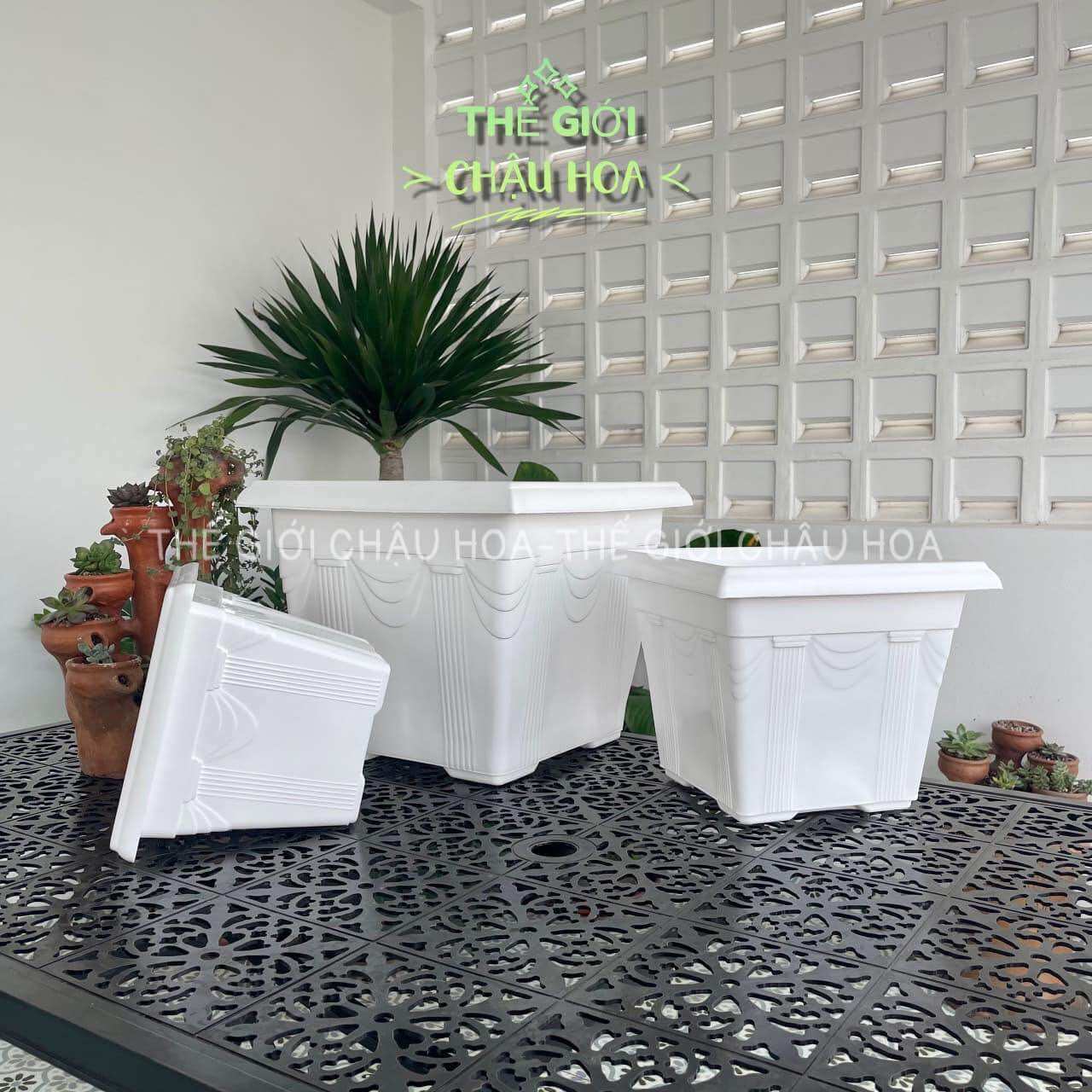 Chậu nhựa vuông nơ trồng cây hoa cực xinh đủ size