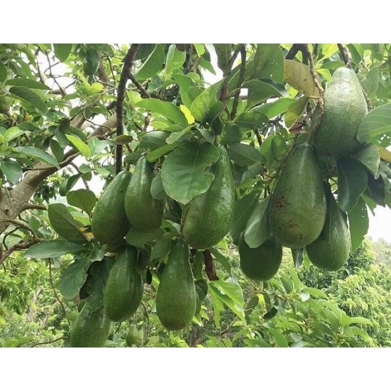 1KG bơ lâm đồng - bơ 034 - bơ núi - bơ sáp - bơ pin / bơ bin -