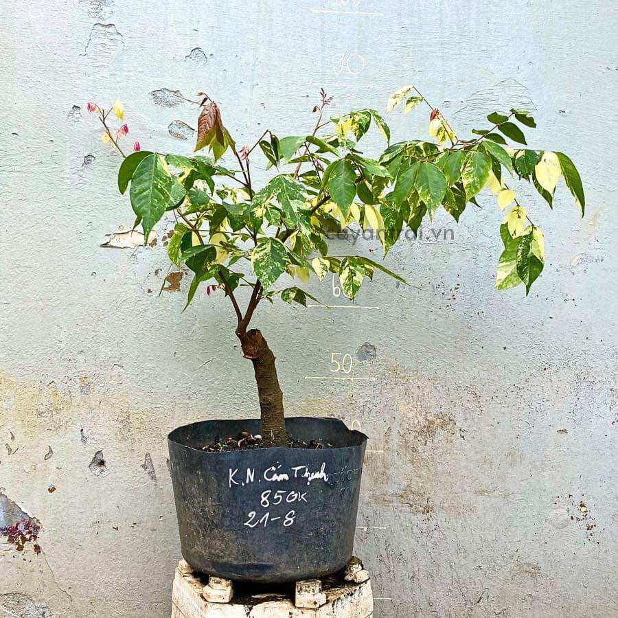 Cây khế Cẩm thạch(1bầu cây giống)